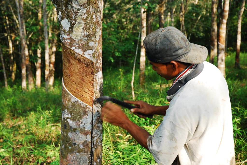 Rubber Production